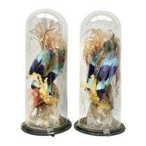 Taxidermy: Pair of Victorian cased Lilac Breasted Roller birds (Coracias caudatus)