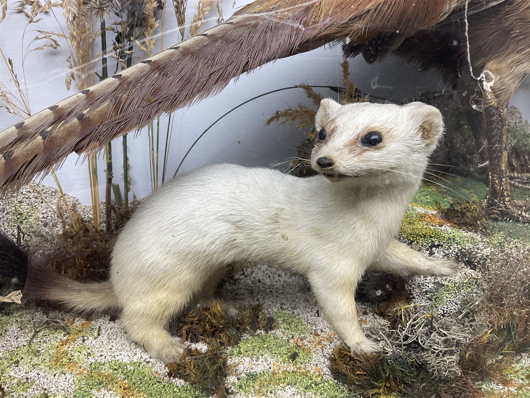 Taxidermy: Victorian mixed diorama - Image 7 of 24