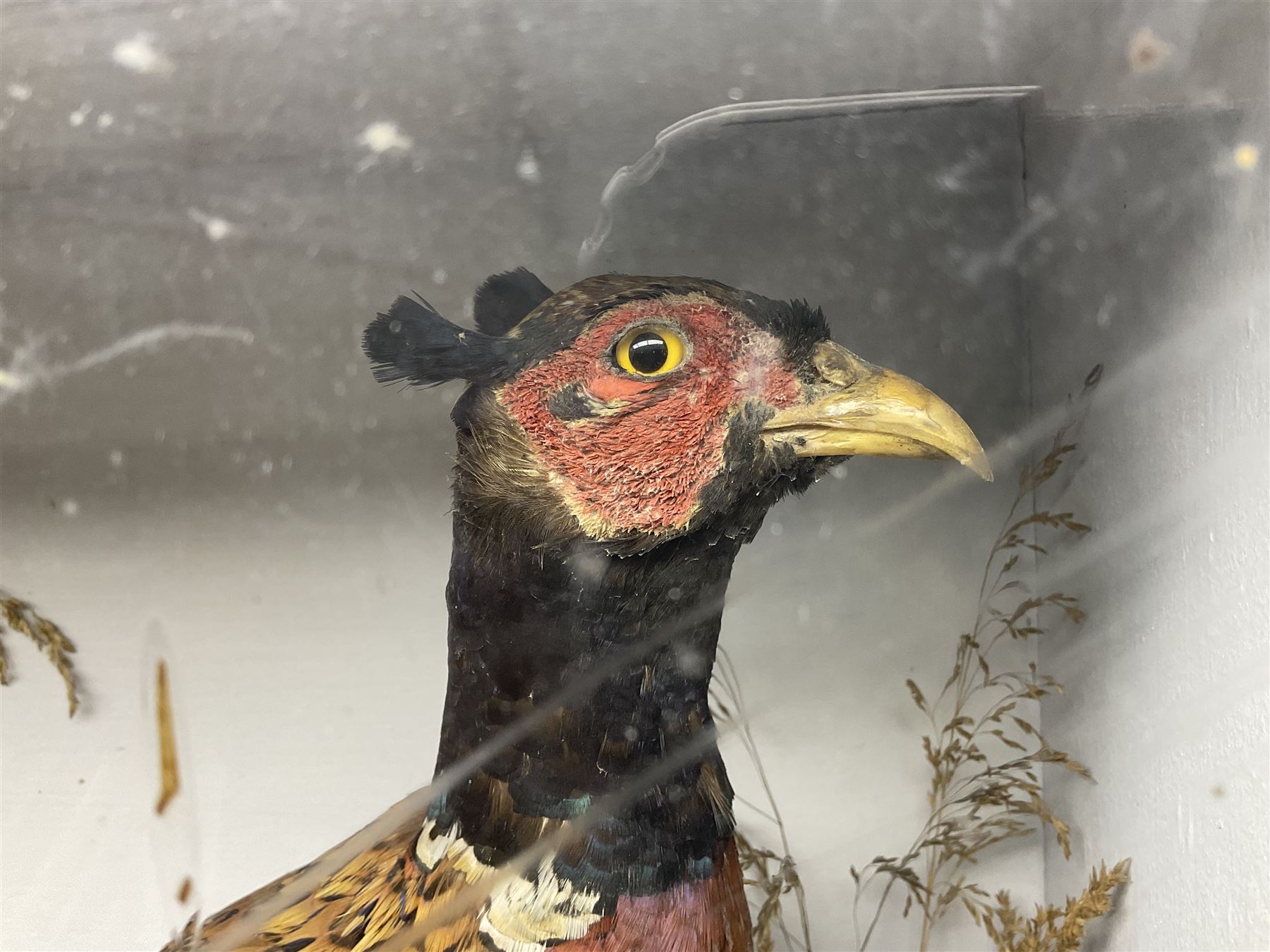 Taxidermy: Victorian mixed diorama - Image 11 of 24