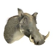 Taxidermy: A Common Warthog (Phacochoerus africanus)