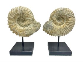 Pair of ammonite fossils