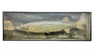 Taxidermy: Cased Northern Pike (Esox lucius)