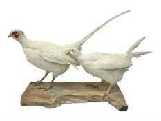 Taxidermy; pair of Common Pheasants (Phasianus Colchicus)