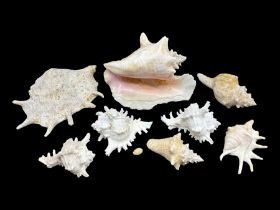 Conchology: selection of conch shells