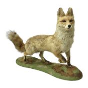 Taxidermy: European Red Fox (Vulpes vulpes)