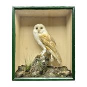 Taxidermy: Victorian cased Barn Owl (Tyto alba)