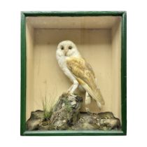 Taxidermy: Victorian cased Barn Owl (Tyto alba)