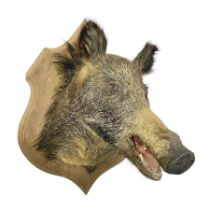 Taxidermy: European Wild Boar (Sus scrofa)