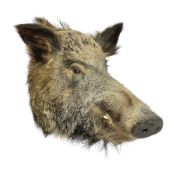 Taxidermy: European Wild Boar (Sus scrofa)