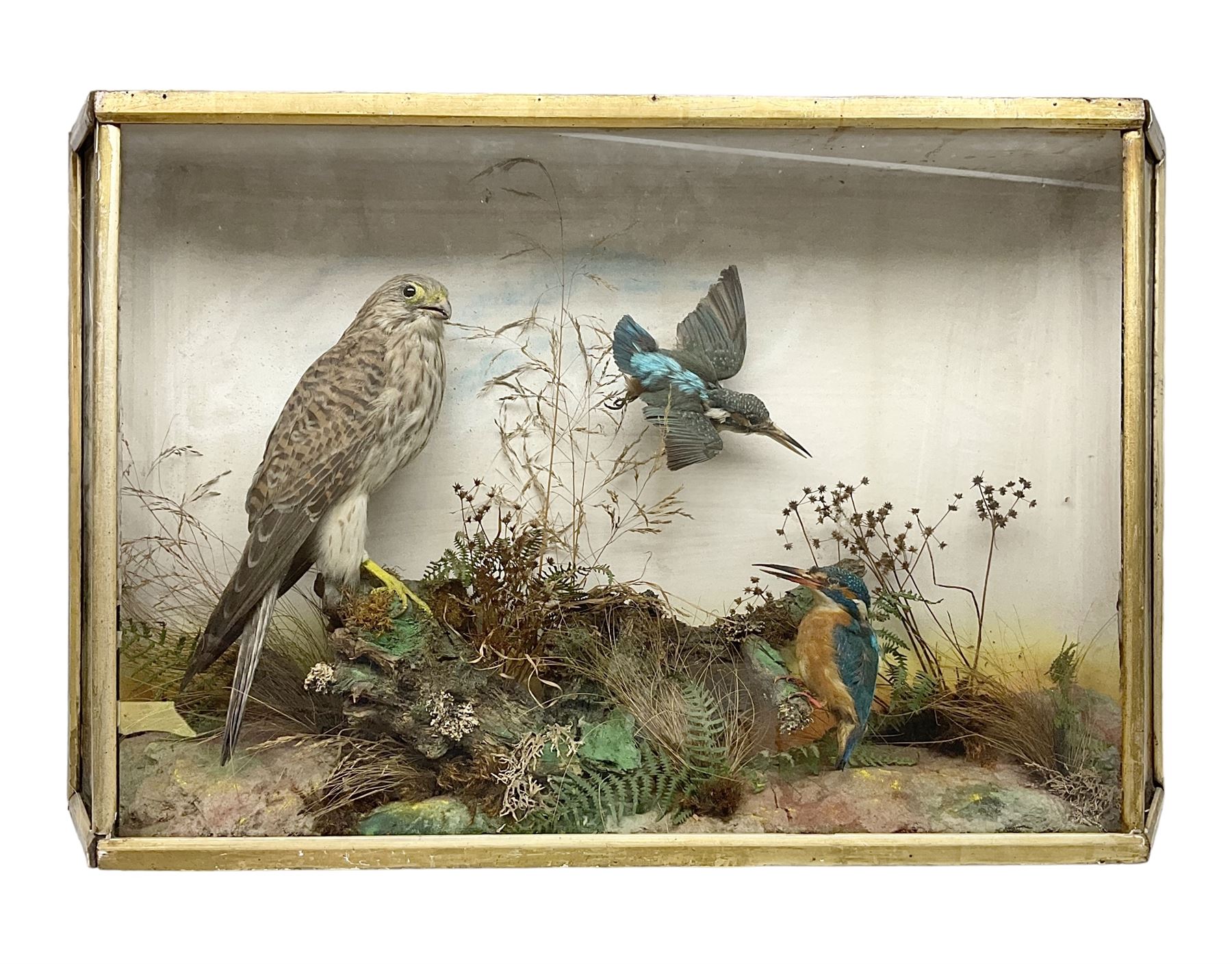 Taxidermy; Victorian cased bird diorama