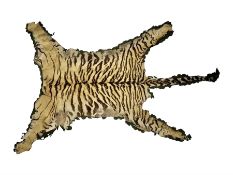 Skins/Hides: Victorian Tiger skin rug (tigris tigris)