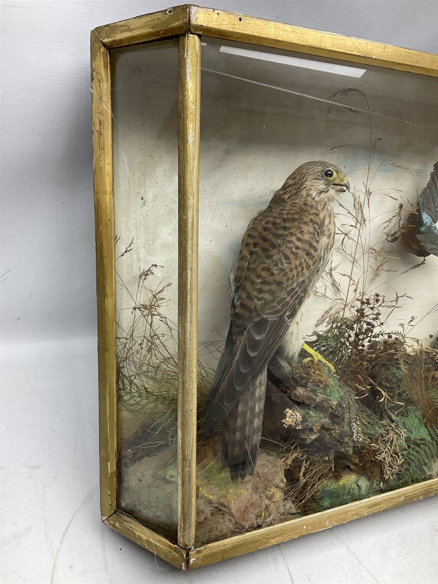 Taxidermy; Victorian cased bird diorama - Image 8 of 10