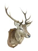 Taxidermy: Red Deer (Cervus elaphus)