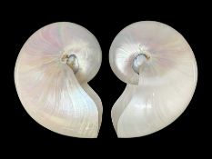 Conchology: pair of pearl nautilus shells