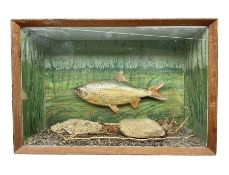 Taxidermy: Cased Rudd (Scardinius) adult mount set above a pebbled river bed