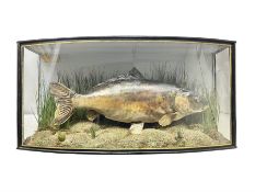 Taxidermy; Cased Mirror Carp (Cyprinus carpio carpio) a large preserved skin mount in a naturalist