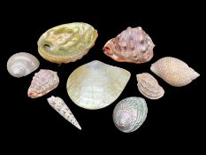 Conchology: selection of shells