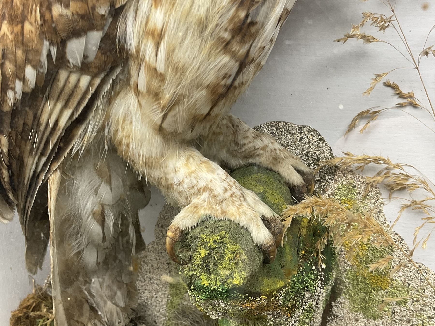 Taxidermy: Victorian mixed diorama - Image 6 of 24