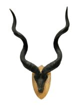 Antlers/Horns: Greater Kudu (Tragelaphus Strepsiceros)