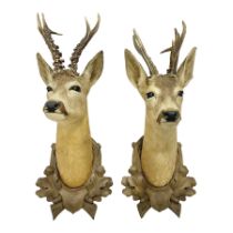 Taxidermy; Roe Deer (Capreolus capreolus) two shoulder mount adult Roe Deer stags