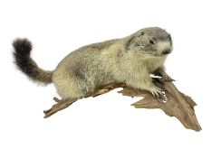 Taxidermy: Alpine Marmot (Marmota marmota)