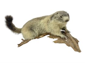 Taxidermy: Alpine Marmot (Marmota marmota)