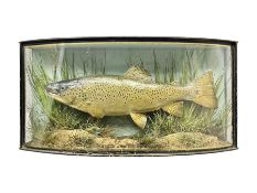 Taxidermy: Brown trout (Salmo trutta)