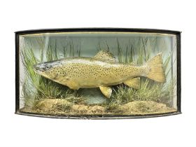 Taxidermy: Brown trout (Salmo trutta)