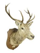 Taxidermy: Red Deer (Cervus elaphus)