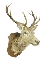 Taxidermy: Red Deer (Cervus elaphus)