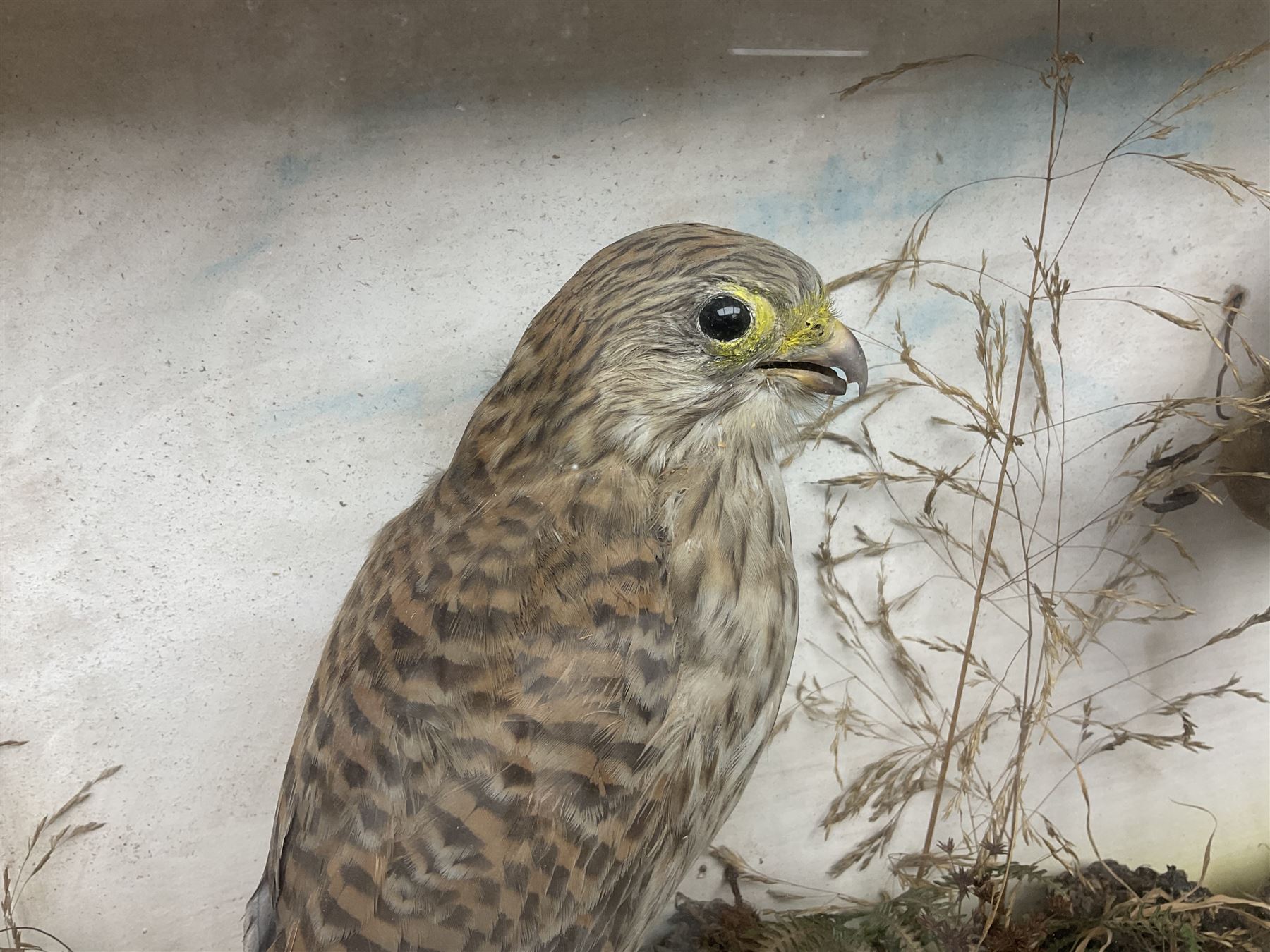 Taxidermy; Victorian cased bird diorama - Image 2 of 10