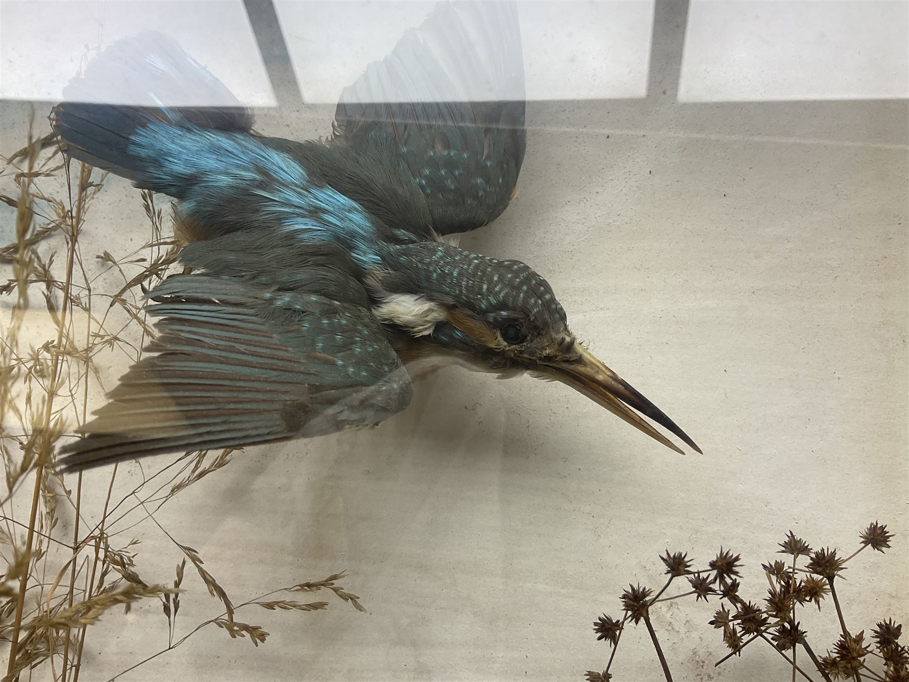 Taxidermy; Victorian cased bird diorama - Image 6 of 10