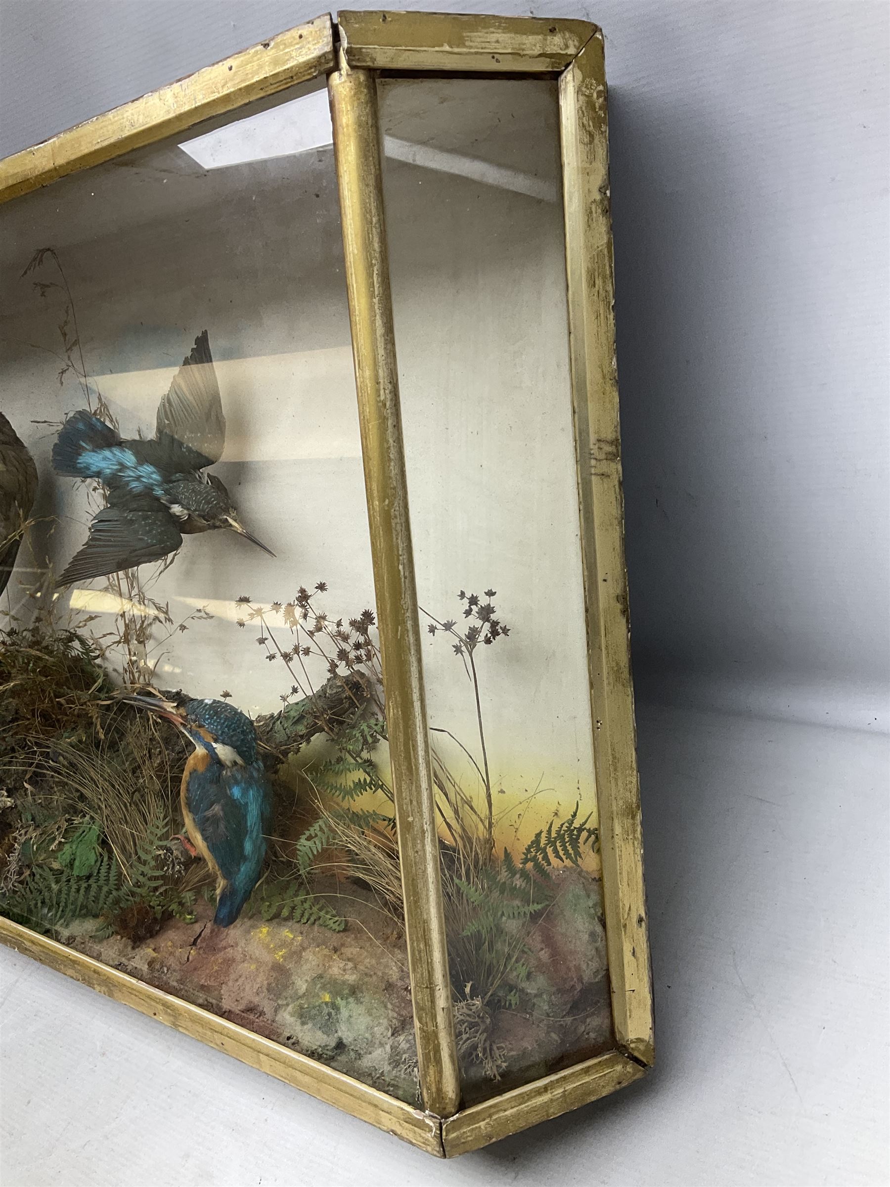 Taxidermy; Victorian cased bird diorama - Image 9 of 10