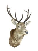 Taxidermy: Red Deer (Cervus elaphus)