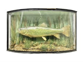 Taxidermy: Brown trout (Salmo trutta)