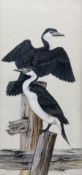 Robin Hill (Australian 1932-): 'Pied Cormorants'