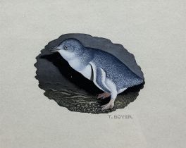 Trevor Boyer (British 1948-): Australian Little Penguin