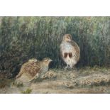 Mary Dawson Elwell (British 1874-1952): Pair of Partridge and Chicks