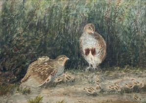 Mary Dawson Elwell (British 1874-1952): Pair of Partridge and Chicks