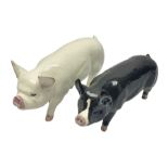 Two beswick rare breed pigs