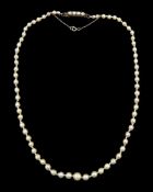 19th / early 20th century single strand graduating pearl necklace