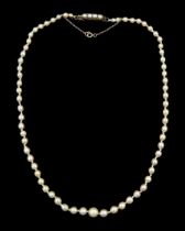 19th / early 20th century single strand graduating pearl necklace