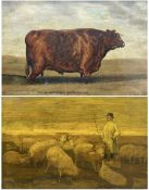 English School (20th Century): 'Lincolnshire Pride' Bull and Shepherd with Flock