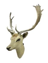 Taxidermy: European Fallow Deer (Dama dama)