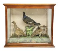 Taxidermy: Cased bird diorama