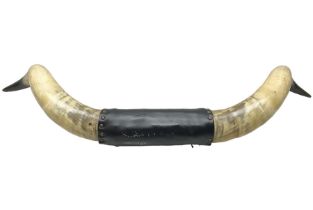 Antlers/horns; Pair of Bull Horns (Bos taurus)