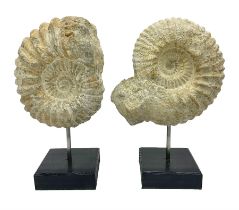 Pair of ammonite fossils