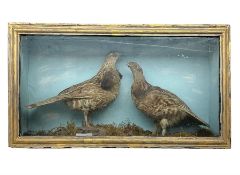 Taxidermy; Cased pair of Ruffed Grouse (Bonasa umbellus)