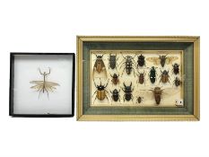 Entomology; Framed collection of sixteen insects