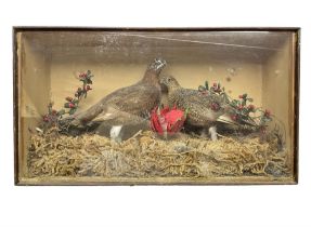 Taxidermy; Cased pair of Red Grouse (Lagopus Lagopus Scotica)